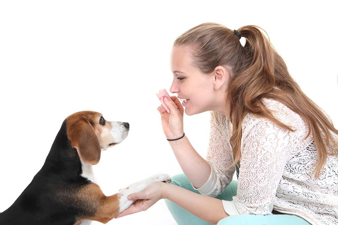 beagle-dog-training