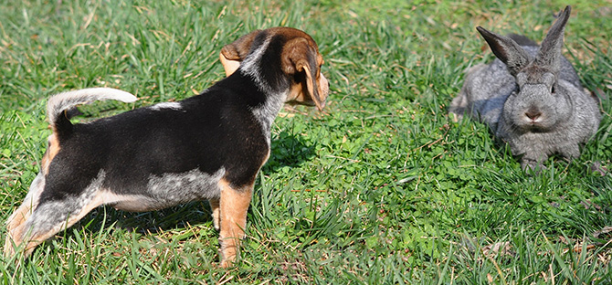 Step By Step to Training Your Beagle for Rabbit Hunting