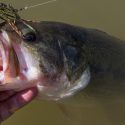 Fishing Guide – How to Use Chatterbait